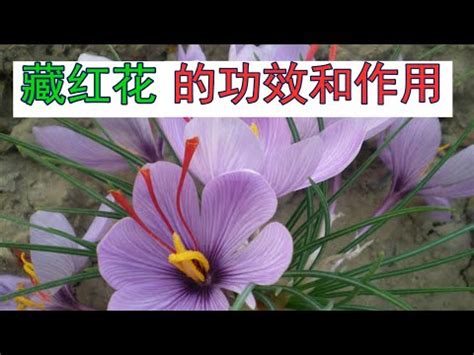 番紅花禁忌|睡得更好、改善憂鬱、提升性品質！番紅花功效、禁忌。